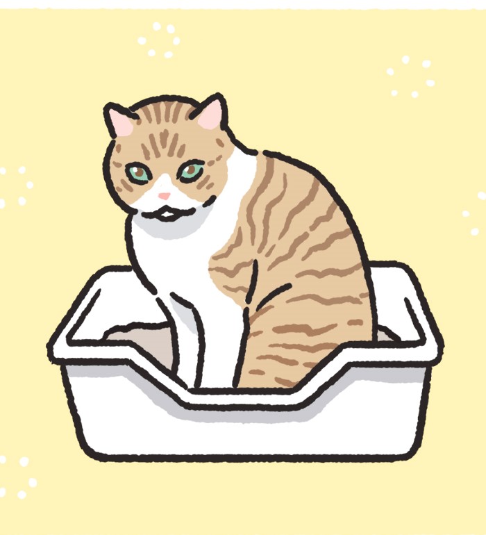 猫ちゃんトイレの基本 Let's トレーニング
